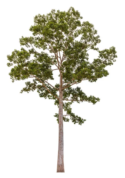 Coleção Árvores Isoladas Sobre Fundo Branco — Fotografia de Stock
