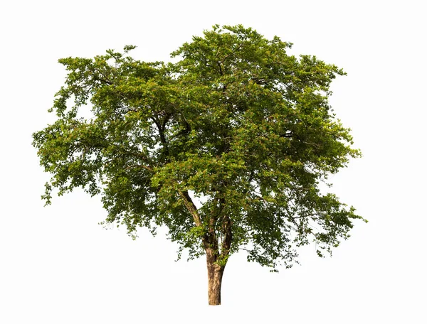 Verzameling Van Geïsoleerde Bomen Witte Achtergrond — Stockfoto