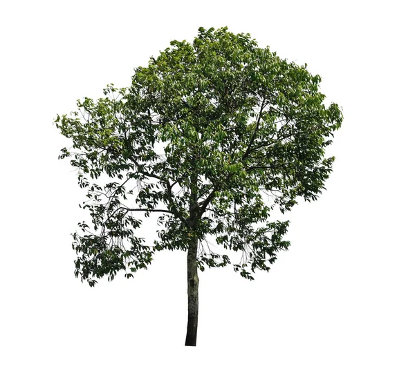Samling Isolerade Träd Vit Bakgrund — Stockfoto
