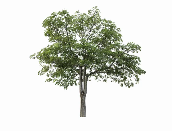 Verzameling Van Geïsoleerde Bomen Witte Achtergrond — Stockfoto