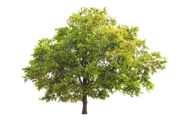 Verzameling Van Geïsoleerde Bomen Witte Achtergrond — Stockfoto