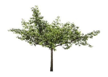 Beyaz arka plan üzerinde izole ağaçlarının koleksiyon