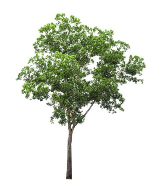 Beyaz arka plan üzerinde izole ağaçlarının koleksiyon