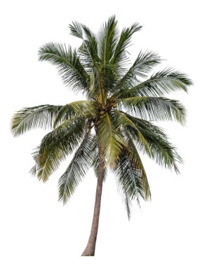 Beyaz arka plan üzerinde izole ağaçlarının koleksiyon