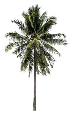 Beyaz arka plan üzerinde izole ağaçlarının koleksiyon