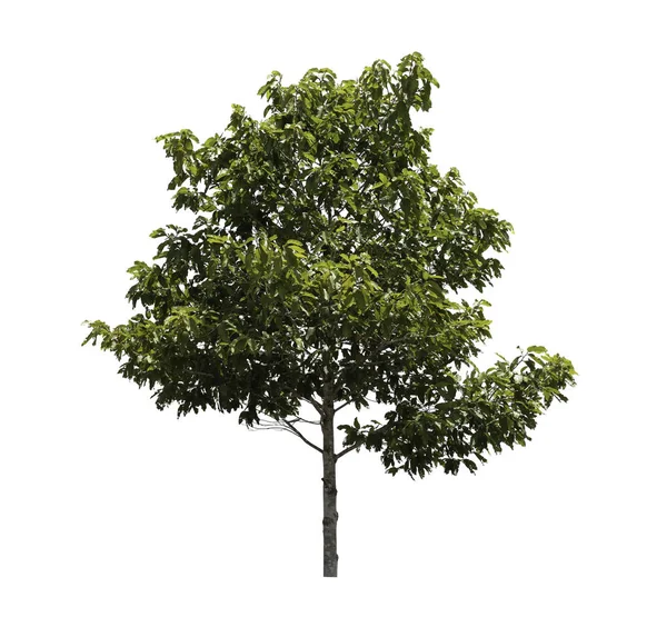 Samling Isolerade Träd Vit Bakgrund — Stockfoto
