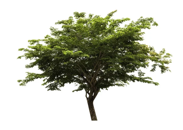 Verzameling Van Geïsoleerde Bomen Witte Achtergrond — Stockfoto