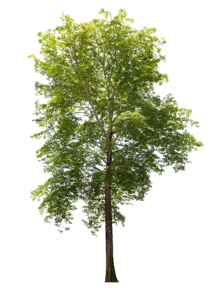 Beyaz Arka Plan Üzerinde Izole Ağaçlarının Koleksiyon — Stok fotoğraf