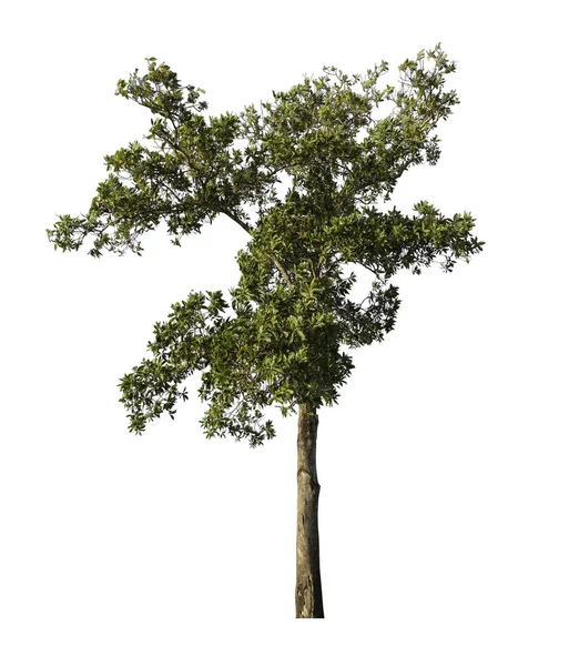 Sammlung Isolierter Bäume Auf Weißem Hintergrund — Stockfoto