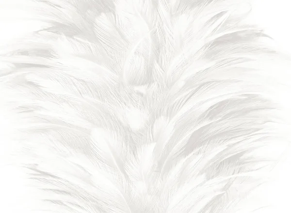 White Feather Texture Background — Stock Photo, Image