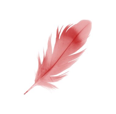 Tüy siyah arkaplanda izole edildi