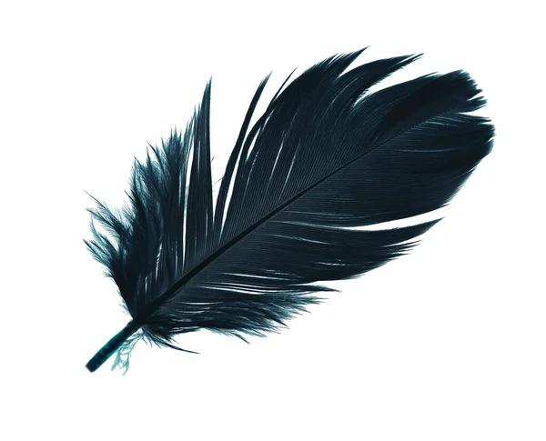 Feather Isolated Black Background — Stock Photo, Image