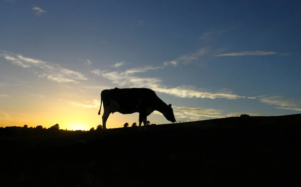 Cow Silhouette Sunset Light Yellow Blue Striped Sky — Stock Photo, Image