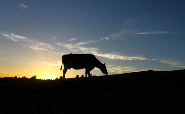 Koe Silhouet Bij Zonsondergang Licht Tegen Een Gele Gestreepte Blauwe — Stockfoto