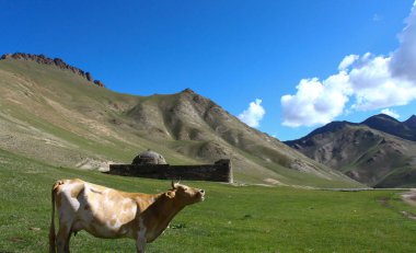 Tash Rabat Kervansaray, Kırgızistan görünümünü. Önünde ayakta inek, mavi gökyüzü bulut ve yeşil mera arazi ile temizleyin
