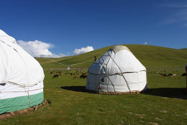 Yurts şarkı Kol göl alanında, kağıt koyun. Bazı beyaz bulutlar ile mavi gökyüzü. Otlak manzara.