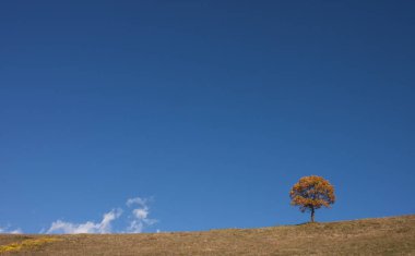 Kasım ayında, sonbaharda sezon, altın rengi yeşillik izole ağaç
