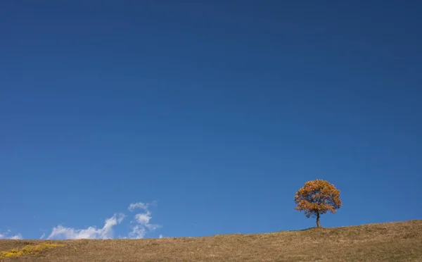 Дерево Изолированы Ноябре Осенний Сезон Золотой Цвет Листвы — стоковое фото