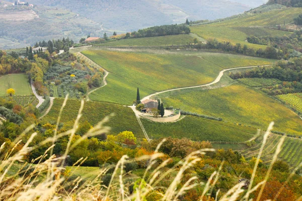 Ekim başında görünümü Kuzey üzüm bağları vadide'Doğu İtalya, yaprakları sarı ve kırmızı, gitmek için strarting renkli çalılar etrafında