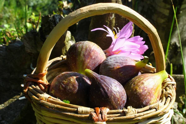 Hasır sepet mevsimlik meyve, etli incir ve bir ışık mor crocus dolu. Sonbahar arka plan.