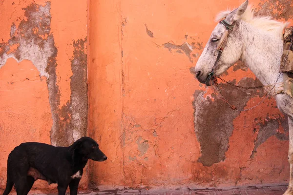 Beyaz bir at ve bir portakal duvara siyah bir köpek, onlar sessiz bir diyalog gibi görünüyor. Fas manzaralar.