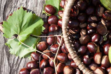 Hakiki kestane sadece hasat, sonbahar ayarının bir hasır sepet