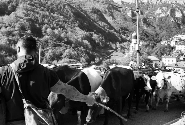 Sonbahar yaylacılıktan sırasında bir sırasında inekler. Kilise kulesi bell ve arka planda küçük bir köy. Onlara rehberlik bir adam. Tek renkli resim. Kuzey İtalya Ekim 2018 