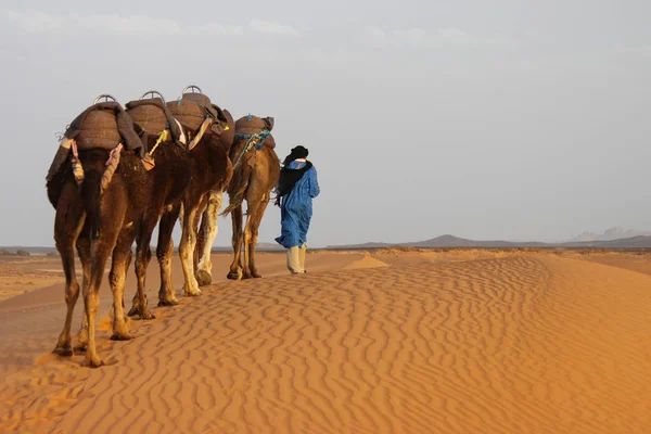 Fas, Merzouga çöl Nisan 2015. Develer onların sürücü takip bir satırda devam. Koyu sarı arka plan olarak kum.