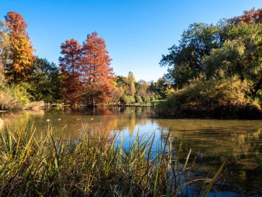 Mavi gökyüzünde öne renkli ağaçlar çevrili bir şehir parkı, bir su birikintisi bakış