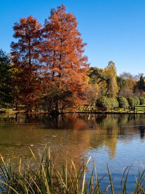 Bir gölde ördekler, renkli ağaçlarıyla çevrili bir şehir parkı bakış