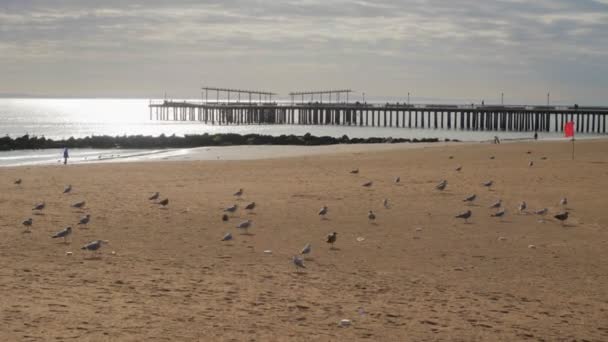 Una Gaviota Viene Volando Entre Otras Gaviotas Que Descansan Arena — Vídeo de stock