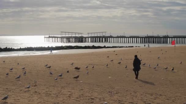 冬天的一天 一个女孩在沙滩上散步 身边环绕着一只海鸥 在沙滩上休息 身后是大海和一个小码头 — 图库视频影像