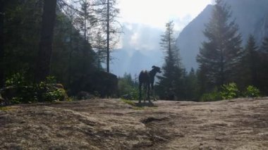 Tasmasız bir tazı büyük bir taşın üzerinde duruyor ve panoramayı ve ondan uzaklaşan iki kişiyi gözlemliyor, sonra hızlı ve çevik bir hareketle kameraya doğru geri dönüyor.
