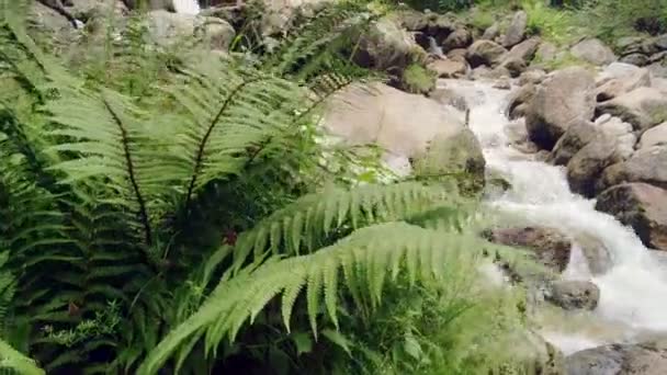 Green Fern Foreground Camera Movement Vertical Overview Side Wild River — Stock Video