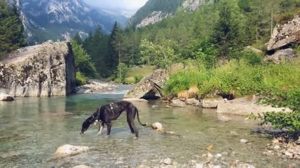 Chrt Bez Vodítka Vtéká Řeky Která Teče Údolím Horami Skalami — Stock video