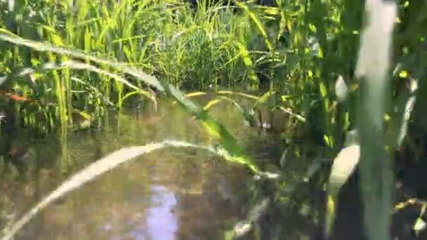 Câmera Passa Lagoa Nível Água Entre Lâminas Grama Chamas Sol — Vídeo de Stock