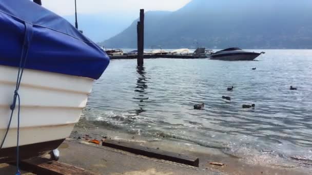 Bateaux Amarrés Sur Rive Lac Côme Canards Dans Eau Vue — Video