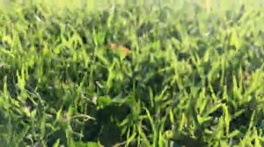 Çimlerde hızlı bir yürüyüş yapan çimlerin aşırı yakın çekimi.