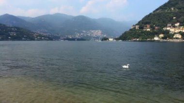 Como gölünün sularında beyaz kuğu ve arka planda kavrulmuş köyler.