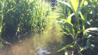 Kamera su yüzeyinin yanındaki gölden geçer çimen sapları ve güneş patlamaları arasında. Kamera kulesi ileri