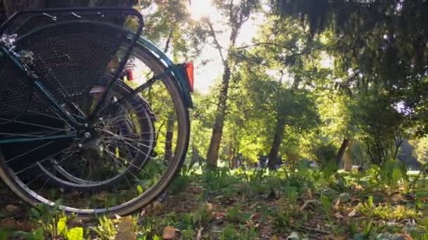 Ποδήλατα Πόλης Σταθμευμένα Ένα Δέντρο Στο Πάρκο Μια Ηλιόλουστη Μέρα — Αρχείο Βίντεο