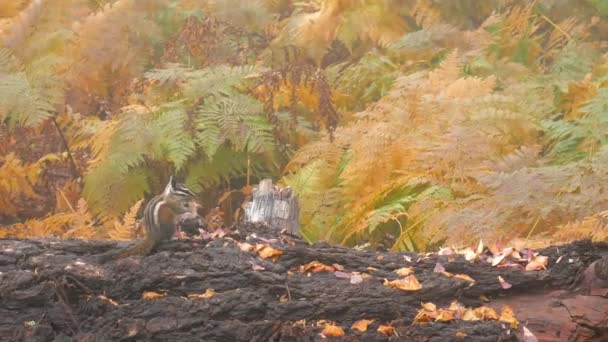 Бурундук Бревне Осеннем Лесу — стоковое видео