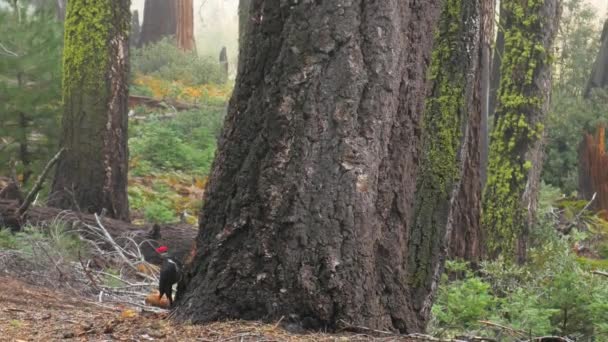 Woodpecker Стучится Ствол Дерева Лесу Национальный Парк Sequoia — стоковое видео