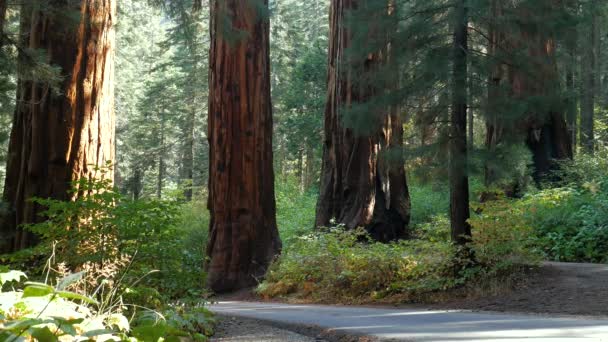 Coche va entre secuoyas gigantes en el Parque Nacional Sequoia, 4K — Vídeo de stock