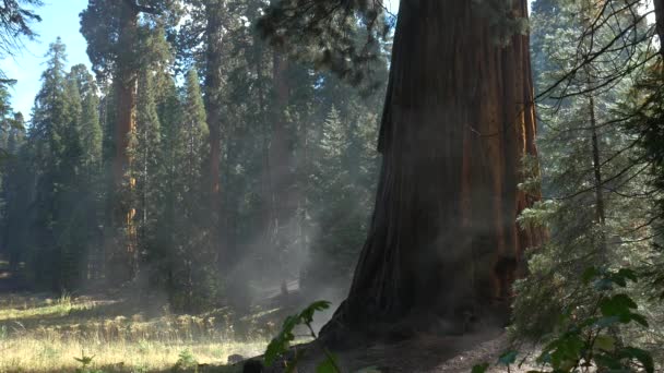 Morgon i Sequoia National Park, daggen dunstar i solen, 4k — Stockvideo