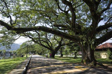 Taiping Gölü, Taiping, Malezya boyunca uzun dalları olan eski huş ağacı - Taman Tasik Taiping olarak da bilinen Taiping Gölü Bahçeleri, Malezya 'daki İngiliz yönetimi sırasında kurulan ilk halk bahçesi oldu..