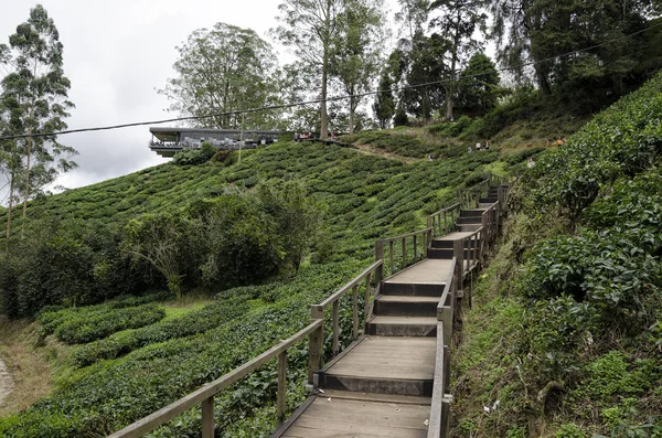 Promenadväg Som Leder Till Sungai Palas Boh Tea House Mest — Stockfoto