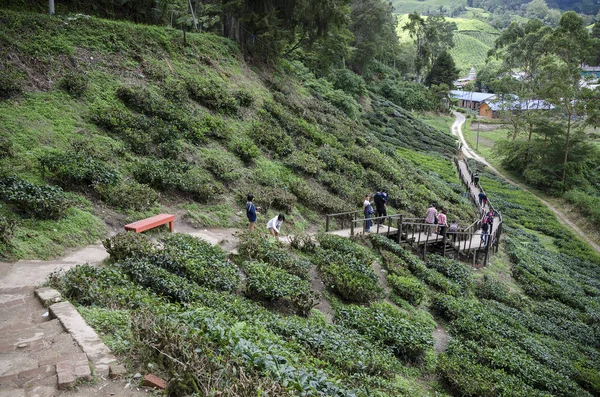 マレーシアのキャメロンハイランドの観光客によって最も訪問された茶店の1つであるSungai Palas Boh Tea Houseに至る道を歩いてください — ストック写真