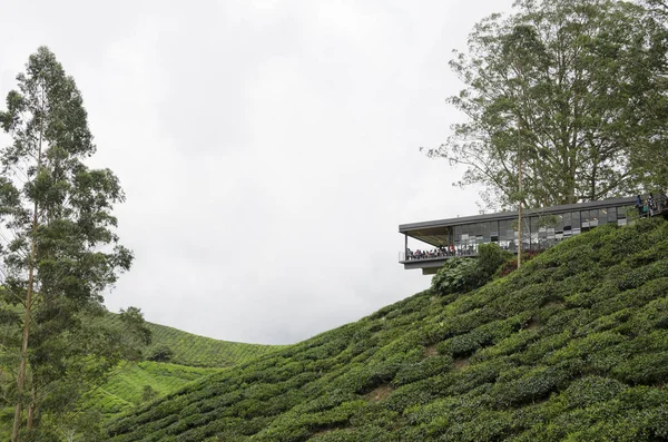 Чайный Дом Шай Палас Бох Один Самых Посещаемых Туристами Чайных — стоковое фото
