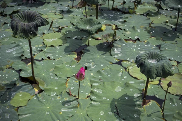 Natural lotus pond - Pink lotus blossoms or water lily flowers blooming on pond.